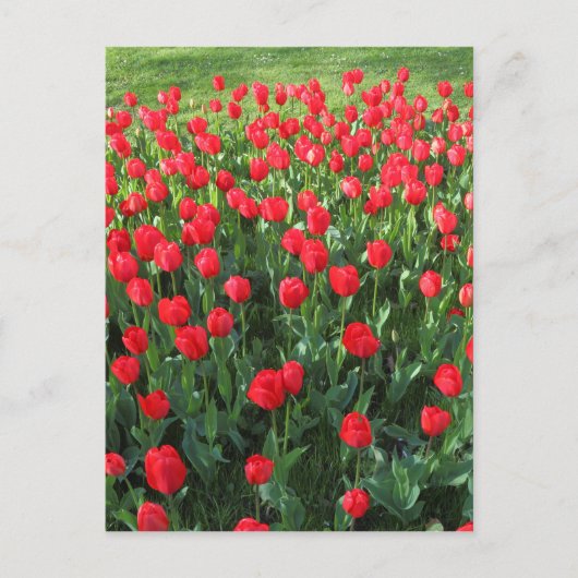 Rood Tulpen 01 Briefkaart (Voorkant)
