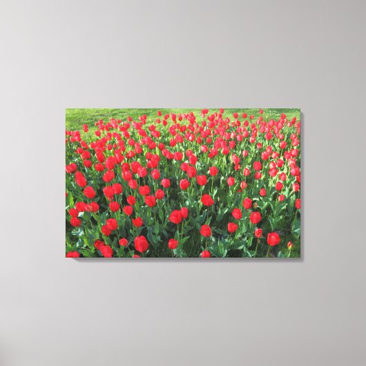 Rood Tulpen 01 Canvas Afdruk (Voorkant)