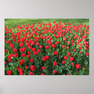 Rood Tulpen 01 Poster