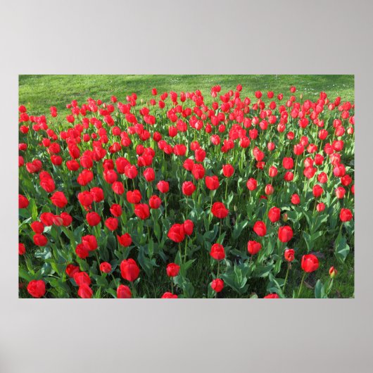 Rood Tulpen 01 Poster (Voorkant)