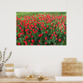 Rood Tulpen 01 Poster (Keuken)
