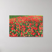 Rood Tulpen 02 Canvas Afdruk (Voorkant)