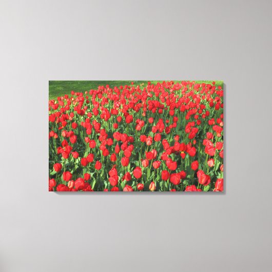 Rood Tulpen 02 Canvas Afdruk (Voorkant)