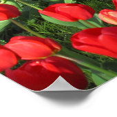 Rood Tulpen 02 Poster (Hoek)