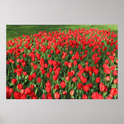Rood Tulpen 02 Poster (Voorkant)