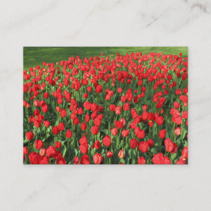 Rood Tulpen 02 Visitekaartje