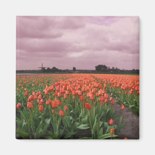 Rood Tulpen Magneet