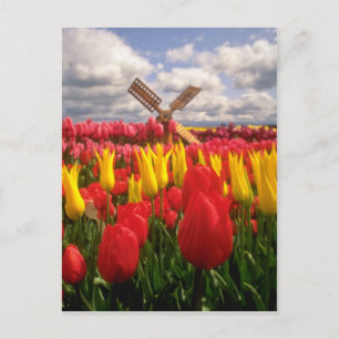 Rood Tulpveld, Oregon-bloemen Briefkaart