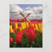 Rood Tulpveld, Oregon-bloemen Briefkaart (Voorkant)