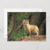 Rood vossen voor de pup (Vulpes vulpes) Briefkaart (Voorkant / Achterkant)