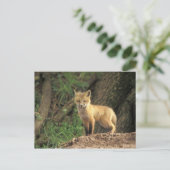 Rood vossen voor de pup (Vulpes vulpes) Briefkaart (Staand voorkant)
