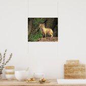 Rood vossen voor de pup (Vulpes vulpes) Poster (Keuken)