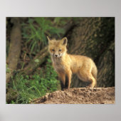 Rood vossen voor de pup (Vulpes vulpes) Poster (Voorkant)