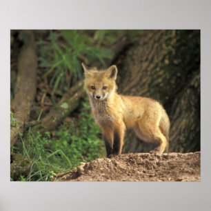 Rood vossen voor de pup (Vulpes vulpes) Poster