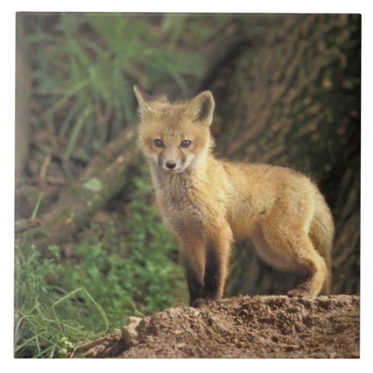 Rood vossen voor de pup (Vulpes vulpes) Tegeltje (Voorkant)