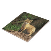 Rood vossen voor de pup (Vulpes vulpes) Tegeltje (Zijkant)