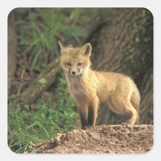 Rood vossen voor de pup (Vulpes vulpes) Vierkante Sticker (Voorkant)