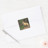 Rood vossen voor de pup (Vulpes vulpes) Vierkante Sticker (Envelop)