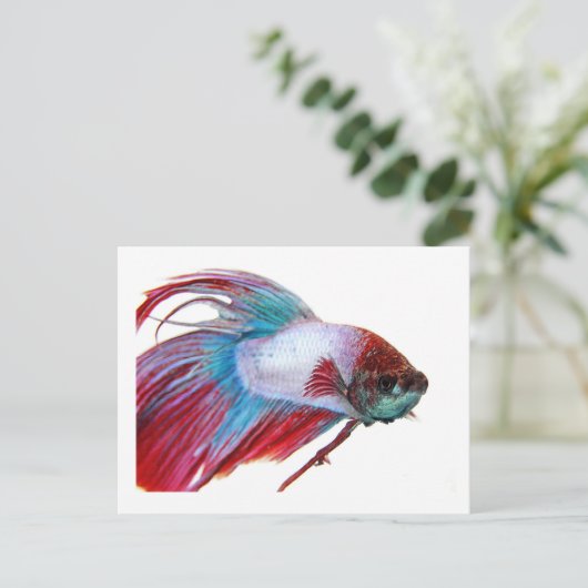 Rood wit en blauw (vis op witte achtergrond) briefkaart (Staand voorkant)