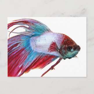 Rood wit en blauw (vis op witte achtergrond) briefkaart