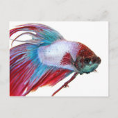 Rood wit en blauw (vis op witte achtergrond) briefkaart (Voorkant)