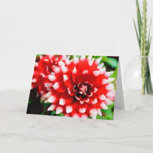 Rood &Wit Gekleurd Tip Dahlia's Waterverf Holiday Kaart