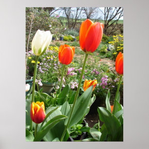 Rood wit Tulp Lente Natuur Garden Poster