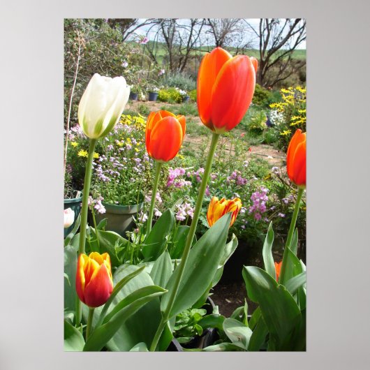 Rood wit Tulp Lente Natuur Garden Poster (Voorkant)