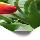 Rood wit Tulp Lente Natuur Garden Poster (Hoek)