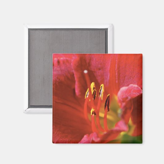 Rood zien magneet (Voorkant / Achterkant)