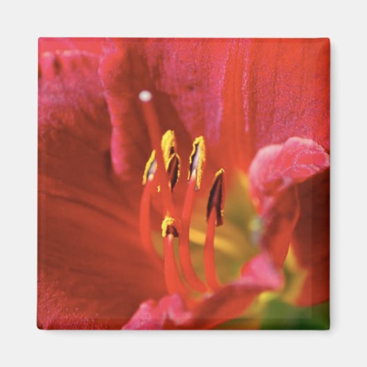 Rood zien magneet (Voorkant)