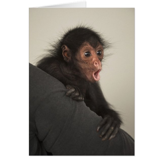 Roodaangezichtspinaap (Ateles paniscus) (Voorkant)
