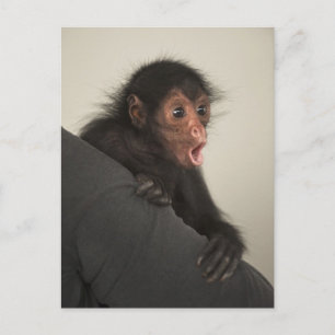 Roodaangezichtspinaap (Ateles paniscus) Briefkaart