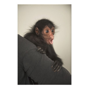 Roodaangezichtspinaap (Ateles paniscus) Foto Afdruk