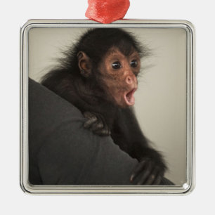 Roodaangezichtspinaap (Ateles paniscus) Metalen Ornament