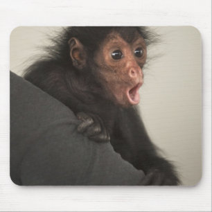 Roodaangezichtspinaap (Ateles paniscus) Muismat