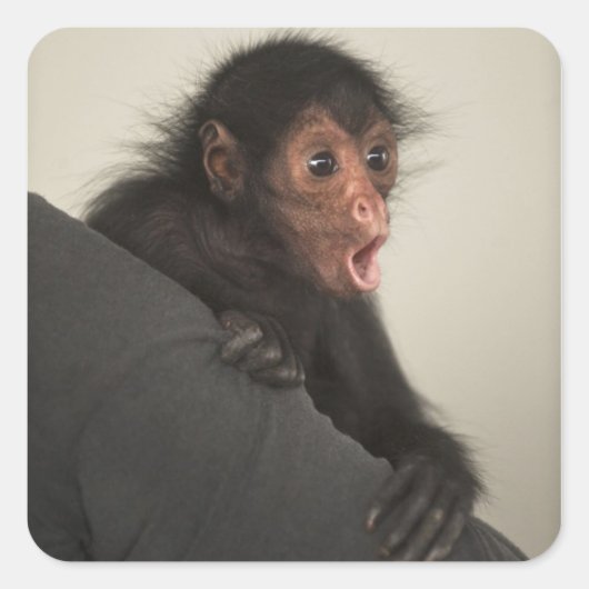 Roodaangezichtspinaap (Ateles paniscus) Vierkante Sticker (Voorkant)