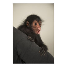 Roodaapspinaap (Ateles paniscus)