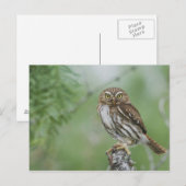 Roodachtige Dwerguil, Glaucidium brasilianum, 3 Briefkaart (Voorkant / Achterkant)