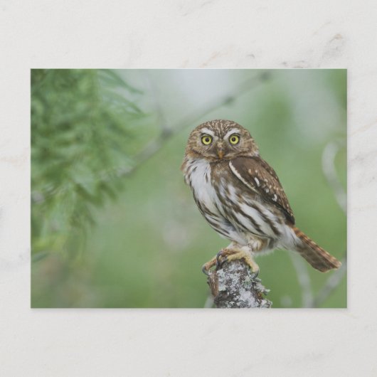Roodachtige Dwerguil, Glaucidium brasilianum, 3 Briefkaart (Voorkant)