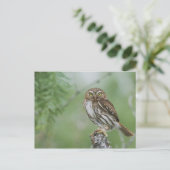 Roodachtige Dwerguil, Glaucidium brasilianum, 3 Briefkaart (Staand voorkant)