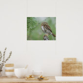 Roodachtige Dwerguil, Glaucidium brasilianum, 3 Poster (Keuken)