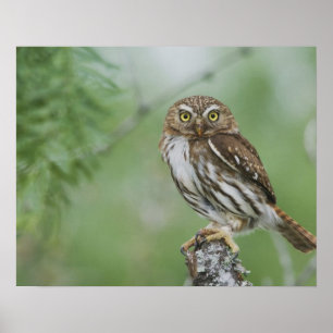Roodachtige Dwerguil, Glaucidium brasilianum, 3 Poster
