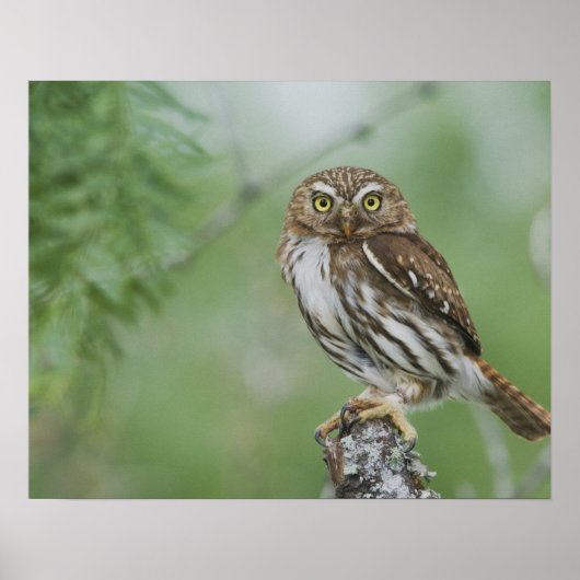 Roodachtige Dwerguil, Glaucidium brasilianum, 3 Poster (Voorkant)