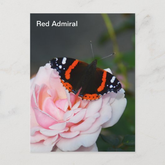 Roodadmiraal vlinder briefkaart (Voorkant)