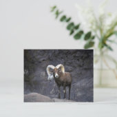 Roodbaardbodes (volwassen ram) briefkaart (Staand voorkant)