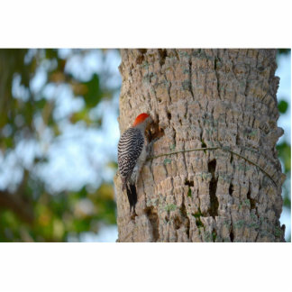 roodbaardvogel in palm staand fotobeeldje