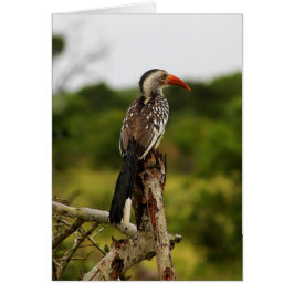 Roodbaardvogel Kaart