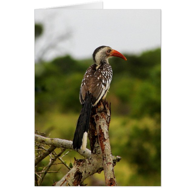 Roodbaardvogel Kaart (Voorkant)