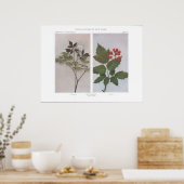 Roodbaars (bloemen en vruchten) — Actaea rubra Poster (Keuken)